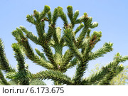 Араукария чилийская (лат. Araucaria araucana) Стоковое фото, фотограф Илюхина Наталья / Фотобанк Лори