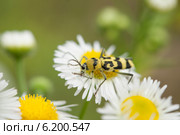 Скрипун мраморный (Saperda scalaris) на ромашке. Стоковое фото, фотограф Красилов Игорь / Фотобанк Лори