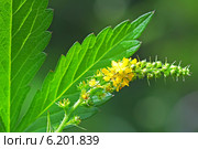 Репешок обыкновенный, или Репешок лекарственный (Agrimonia eupatoria) — многолетнее травянистое растение,  семейства Розовые. Цветочная кисть и лист репешка. Стоковое фото, фотограф Евгений Мухортов / Фотобанк Лори
