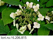 Белые цветы гортензии Бретшнейдера (Hydrangea bretschneideri Dipp.) Стоковое фото, фотограф Владимир Кошарев / Фотобанк Лори