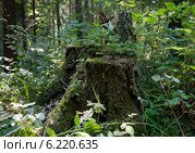 Маленькие елочки растут на старом пне в летнем лесу. Стоковое фото, фотограф E. O. / Фотобанк Лори
