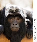 howler monkey. Стоковое фото, фотограф Яков Филимонов / Фотобанк Лори