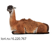Guanaco. Стоковое фото, фотограф Яков Филимонов / Фотобанк Лори
