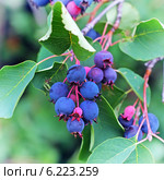 Ирга, или Амеланхиер (Amelanchier) — род растений семейства Розовые (Rosaceae), листопадный кустарник. Ягодная кисть на фоне листьев. Стоковое фото, фотограф Евгений Мухортов / Фотобанк Лори