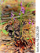 Неоттианте клобучковая. Neottianthe cucullata (Gymnadenia cucullata (L.) Rich.). Цветущее растение на поляне в бору, среди сосновых шишек. Стоковое фото, фотограф Евгений Мухортов / Фотобанк Лори