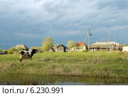 Деревенский пейзаж с коровой (2012 год). Стоковое фото, фотограф Инна Грязнова / Фотобанк Лори