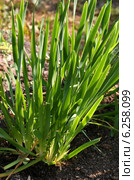 Зеленый лук слизун растет на грядке (Лук поникающий, Allium nutans) Стоковое фото, фотограф Щеголева Ольга / Фотобанк Лори