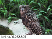 Филин. Камбоджа. Стоковое фото, фотограф Софья Петрова / Фотобанк Лори
