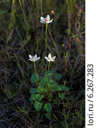 Белозор болотный (Золотничка болотная). Parnassia palustris L. (1753) Стоковое фото, фотограф Григорий Писоцкий / Фотобанк Лори
