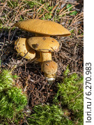 Моховик желто-бурый или Масленок желто-бурый (Suillus variegatus) Стоковое фото, фотограф Евгений Мухортов / Фотобанк Лори