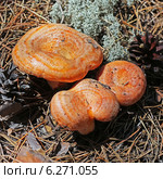 Рыжик сосновый или рыжик боровой  (Lactarius deliciosus) Стоковое фото, фотограф Евгений Мухортов / Фотобанк Лори