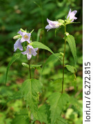 Колокольчик крапиволистный (Campanula trachelium) Стоковое фото, фотограф Щеголева Ольга / Фотобанк Лори