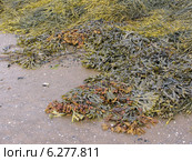 Водоросли фукусы (Fucus vesiculosus) на камнях. Белое море. Архангельская область. Стоковое фото, фотограф Т. З. / Фотобанк Лори