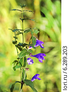 Шлемник обыкновенный (Scutellaria galericulata) Стоковое фото, фотограф Евгений Мухортов / Фотобанк Лори