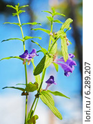 Шлемник обыкновенный (Scutellaria galericulata) Стоковое фото, фотограф Евгений Мухортов / Фотобанк Лори