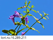 Шлемник обыкновенный (Scutellaria galericulata) Стоковое фото, фотограф Евгений Мухортов / Фотобанк Лори