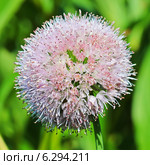 Лук-слизун или Лук поникающий ( Allium nutans) — многолетнее травянистое растение. Цветущая головка крупно. Стоковое фото, фотограф Евгений Мухортов / Фотобанк Лори