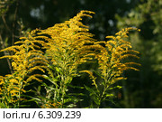 Золотарник канадский (Solidago canadensis L.) Стоковое фото, фотограф Щеголева Ольга / Фотобанк Лори