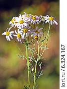 Поповник щитковый (Pyrethrum corymbosum) Стоковое фото, фотограф Евгений Мухортов / Фотобанк Лори