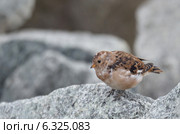 Пуночка (лат. Plectrophenax nivalis) Стоковое фото, фотограф Овчинникова Ирина / Фотобанк Лори