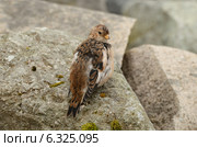 Пуночка (лат. Plectrophenax nivalis) Стоковое фото, фотограф Овчинникова Ирина / Фотобанк Лори