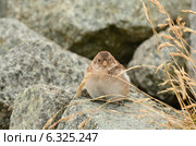 Исландия, маленькая птичка на камне. Пуночка (лат. Plectrophenax nivalis) Стоковое фото, фотограф Овчинникова Ирина / Фотобанк Лори