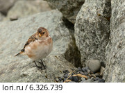 Исландия, маленькая птичка на камне. Пуночка (лат. Plectrophenax nivalis) Стоковое фото, фотограф Овчинникова Ирина / Фотобанк Лори