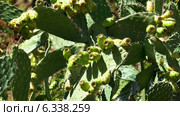 Опунция, Opuntia Ficus. Стоковое видео, видеограф Discovod / Фотобанк Лори