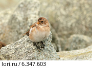 Пуночка (лат. Plectrophenax nivalis) Стоковое фото, фотограф Овчинникова Ирина / Фотобанк Лори