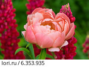 Пион травянистый Корал Чарм (Coral Charm) Стоковое фото, фотограф Ольга Сейфутдинова / Фотобанк Лори