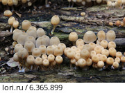 Скопление грибов навозник рассеянный Coprinus disseminatus на трухлявой древесине. Стоковое фото, фотограф Варенов Дмитрий Владимирович / Фотобанк Лори