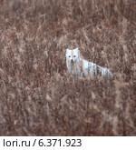 Arctic fox (Vulpes lagopus), Churchill, Manitoba, Canada. Стоковое фото, агентство Ingram Publishing / Фотобанк Лори