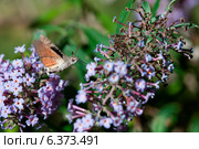 Hummingbird moth on a buddleia bush. Стоковое фото, агентство Ingram Publishing / Фотобанк Лори