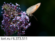 Butterfly on a buddleia bush. Стоковое фото, агентство Ingram Publishing / Фотобанк Лори