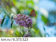 Butterfly on a buddleia bush. Стоковое фото, агентство Ingram Publishing / Фотобанк Лори