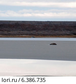 Tundra landscape, Churchill, Manitoba, Canada. Стоковое фото, агентство Ingram Publishing / Фотобанк Лори