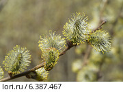 Ветка цветущей ивы козьей (лат.Salix caprea) Стоковое фото, фотограф Елена Коромыслова / Фотобанк Лори