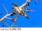 Юрок, Fringilla montifringilla, Brambling. Стоковое фото, фотограф Василий Вишневский / Фотобанк Лори