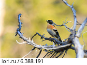 Юрок, Fringilla montifringilla, Brambling. Стоковое фото, фотограф Василий Вишневский / Фотобанк Лори