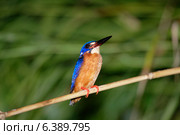 Blue eared kingfisher. Стоковое фото, агентство Ingram Publishing / Фотобанк Лори