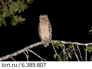 Buffy fish owl out hunting. Стоковое фото, агентство Ingram Publishing / Фотобанк Лори