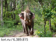 Asian elephant dust bathing. Стоковое фото, агентство Ingram Publishing / Фотобанк Лори