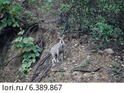 Himalayan goral on slope. Стоковое фото, агентство Ingram Publishing / Фотобанк Лори