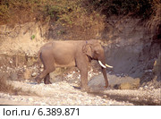Asian elephant tusker with radio collar. Стоковое фото, агентство Ingram Publishing / Фотобанк Лори