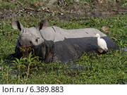 Indian rhino feeding in overgrown pond. Стоковое фото, агентство Ingram Publishing / Фотобанк Лори
