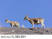 Nilgiri tahr on rock. Стоковое фото, агентство Ingram Publishing / Фотобанк Лори