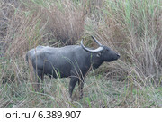 Wild water buffalo in tall grass land. Стоковое фото, агентство Ingram Publishing / Фотобанк Лори