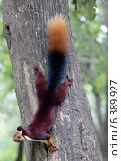 Malabar Giant squirrel portrait. Стоковое фото, агентство Ingram Publishing / Фотобанк Лори