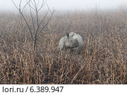Indian rhino in burnt grass land. Стоковое фото, агентство Ingram Publishing / Фотобанк Лори