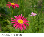 Пиретрум ( Pyrеthrum) Стоковое фото, фотограф Галина Орехова / Фотобанк Лори